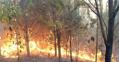 Cảnh báo cháy rừng ở Nam Trung Bộ, Tây Nguyên và Nam Bộ