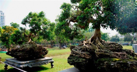 Cận cảnh cây sanh được chào giá 4 tỷ đồng 