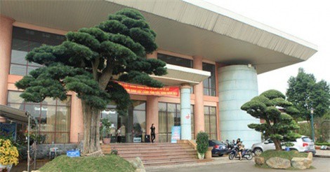 Cây tùng la hán có tuổi đời hơn 400 năm được rao bán với giá 4 tỷ đồng