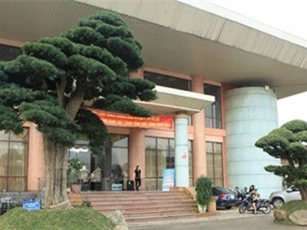 Cây tùng la hán có tuổi đời hơn 400 năm được rao bán với giá 4 tỷ đồng