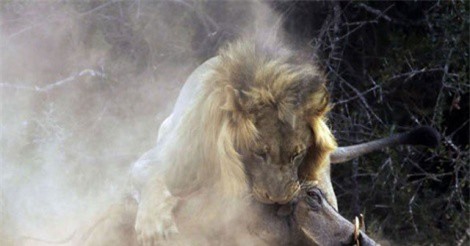 Clip: Quá ham ăn, lợn bướu bị sư tử đoạt mạng trong chớp mắt