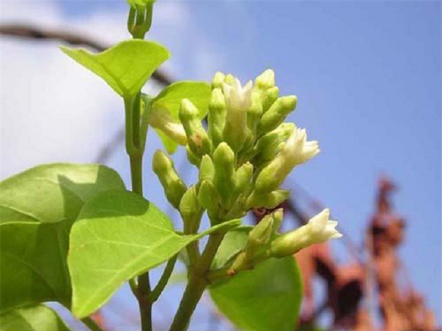 Lợi ích sức khỏe không ngờ từ lá giang