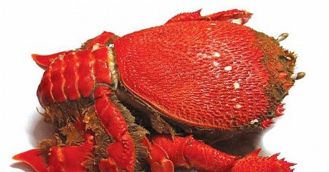 Tại sao cua huỳnh đế giá bạc triệu vẫn cháy hàng?