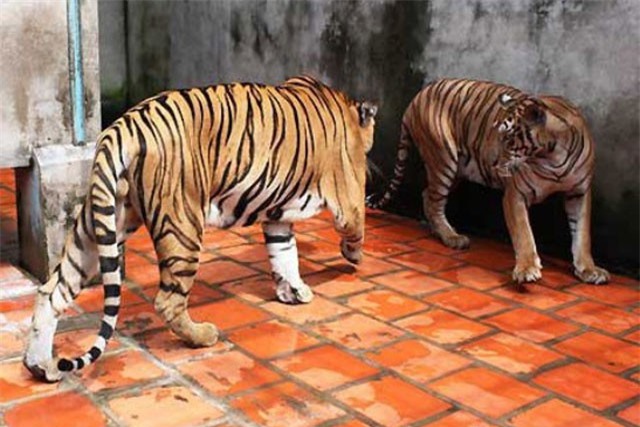 Choáng với những thú chơi ngông “đốt tiền” của đại gia Việt