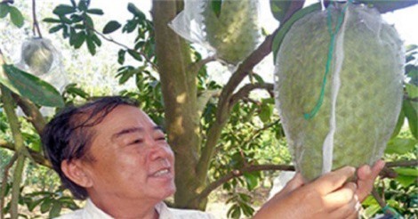 Làm giàu thành công từ vườn mãng cầu