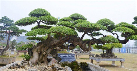 Mãn nhãn với siêu phẩm duối cổ trăm tuổi giá trên 2 tỷ đồng