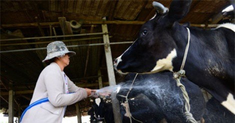 TP.HCM kiến nghị thí điểm bảo hiểm nông nghiệp với bò sữa và bò thịt