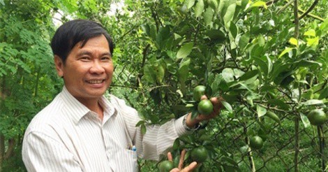 Trồng quýt đường GlobalGAP, lãi 2 tỷ/năm lại không lo đầu ra