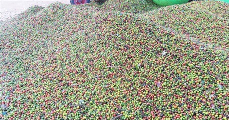 Bà Rịa - Vũng Tàu: Nông dân lao đao vì tiêu rớt giá thảm