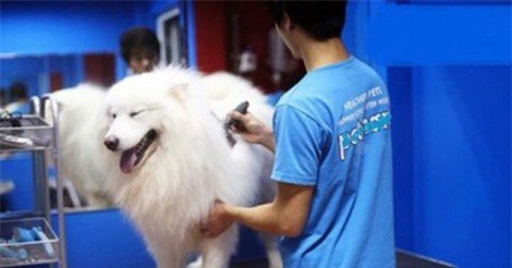 Các đại gia Việt gây sốc khi chi "tiền tấn" để chăm sóc chó