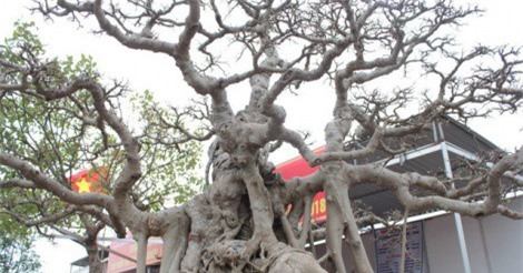 Chiêm ngưỡng “tam sanh” bonsai trăm tuổi giá 30 tỷ ở Hà Nội