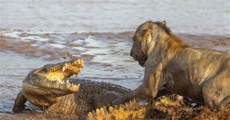 Clip: Cá sấu “đơn thương độc mã” ác chiến với 3 con sư tử