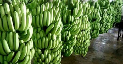 Giá chuối tăng cao kỷ lục