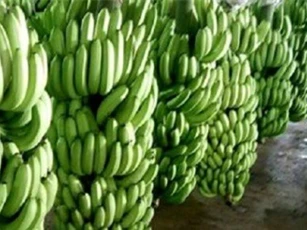 Giá chuối tăng cao kỷ lục
