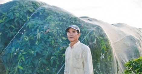 Hiệu quả từ mô hình trồng mận xanh đường bao lưới