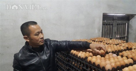 Làm giàu ở nông thôn: Thu tiền tỷ nhờ nuôi gà siêu trứng VietGAP