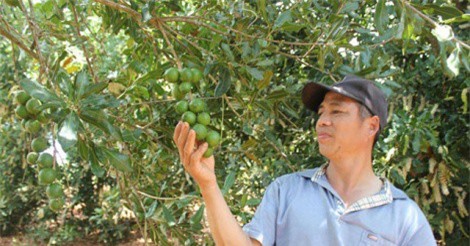 Hành trình từ làm thuê đến “đại gia” mắc ca có doanh thu hàng tỷ đồng/năm