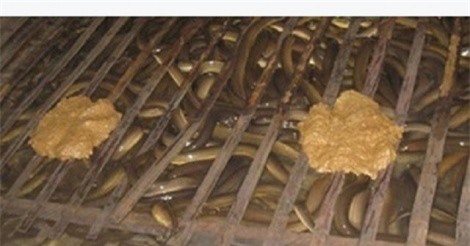 Thu tiền tỷ mỗi năm nhờ nuôi lươn không bùn theo tiêu chuẩn VietGAP