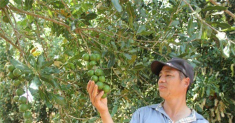 Tỉ phú mắc ca ở Đăk Lăk