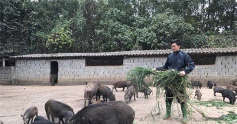 Trở thành triệu phú nhờ nuôi lợn rừng