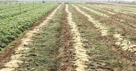 Cả cánh đồng ngập trắng củ cải bị vứt bỏ vì không ai mua