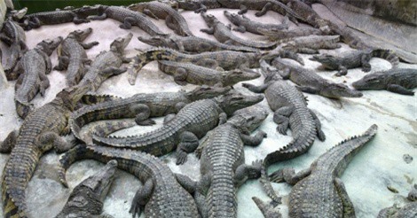 Giá cá sấu tăng mạnh, người nuôi có lãi