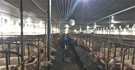 Bí quyết trở thành tỷ phú từ chăn nuôi heo