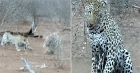 Clip: Báo hoa mai suýt chết vì muốn ăn thịt nhím