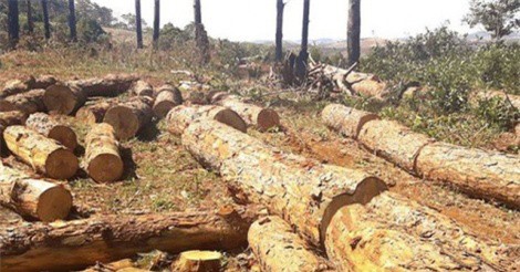 Đắk Nông: Bắt chủ tịch xã tiếp tay cho lâm tặc