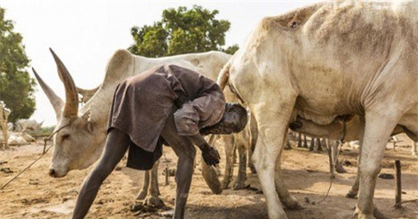 Ghê rợn bộ tộc dùng nước tiểu bò để nhuộm tóc, phân bò để làm đẹp