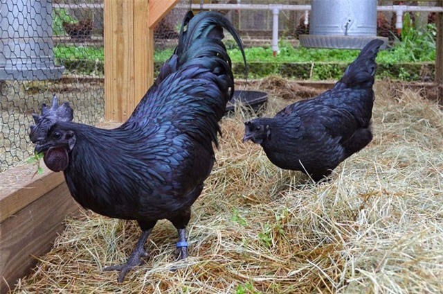 Vì sao gà đen mặt quỷ giá gần 60 triệu đồng/con vẫn được đại gia Việt săn lùng?