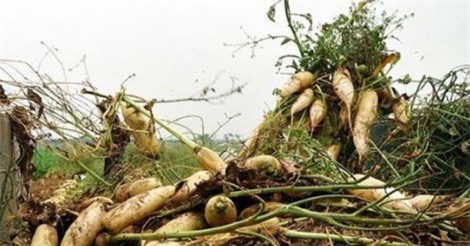 Bộ Nông nghiệp yêu cầu kiểm tra thực trạng nông dân vứt bỏ rau, củ