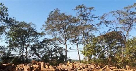 Hé lộ khoản tiền Chủ tịch xã nhận để “bảo kê” phá rừng ở Đắk Nông