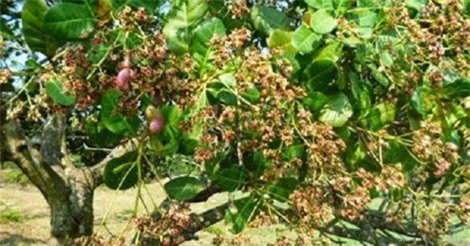 Nông dân Bình Phước trúng đậm mùa điều