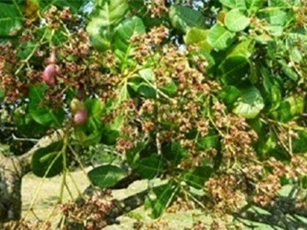 Nông dân Bình Phước trúng đậm mùa điều