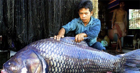 Vì sao cá hô có giá 'đắt như vàng' vẫn được đại gia Việt săn lùng?