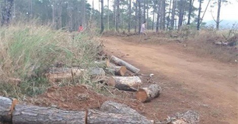 Bắt thêm 1 đối tượng đưa hối lộ cho Chủ tịch xã để phá rừng ở Đăk Nông