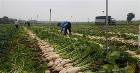 Bộ Nông nghiệp nói gì chuyện nông dân phải nhổ bỏ hàng nghìn tấn rau?