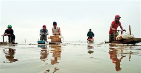 Đi Mong – nghề độc đáo của biển Trà Vinh