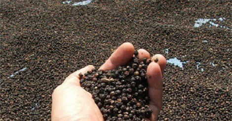 Không bán hồ tiêu ồ ạt khi giá thấp