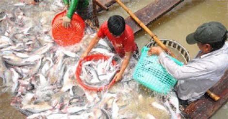 Người nuôi lãi to, cá tra giống lại thiếu