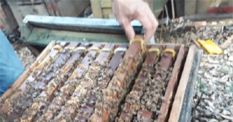 Nuôi 500 đàn ong, nông dân xây được nhà lầu tiền tỷ