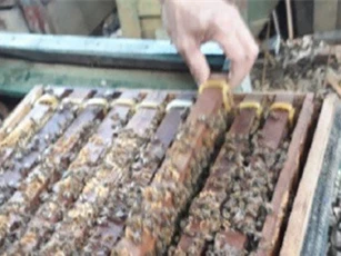 Nuôi 500 đàn ong, nông dân xây được nhà lầu tiền tỷ