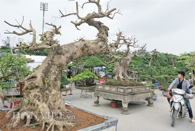 Sung kiểng cổ thụ dáng 'cực dị', giá trăm triệu 