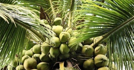 Dừa xiêm xanh Bến Tre góp phần phát triển kinh tế