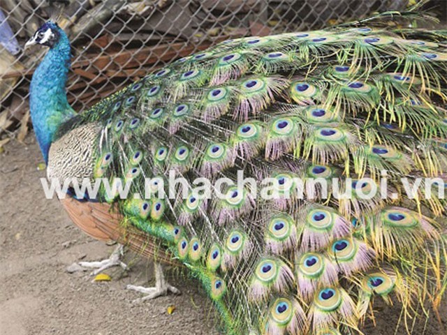 Nuôi chim công thu nhập 200 triệu đồng mỗi năm