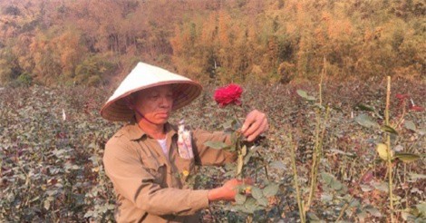 Làm giàu ở nông thôn: Tỷ phú hoa hồng đất Chiềng An