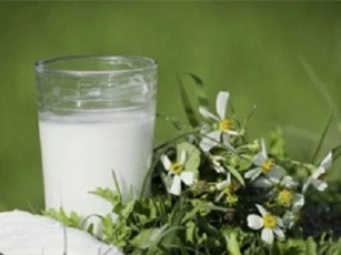 Mùa hè không lo bị nóng với bột sắn dây