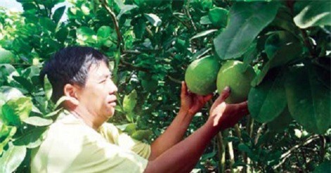 Tạm biệt cây lúa, trồng cây ăn trái, nông dân ĐBSCL đổi đời