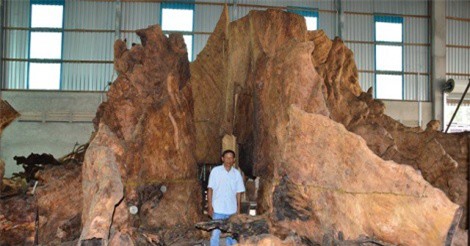 “Tận mục” gốc bàng trên 600 tuổi, được trả 35 tỷ đại gia Sóc Trăng vẫn không bán